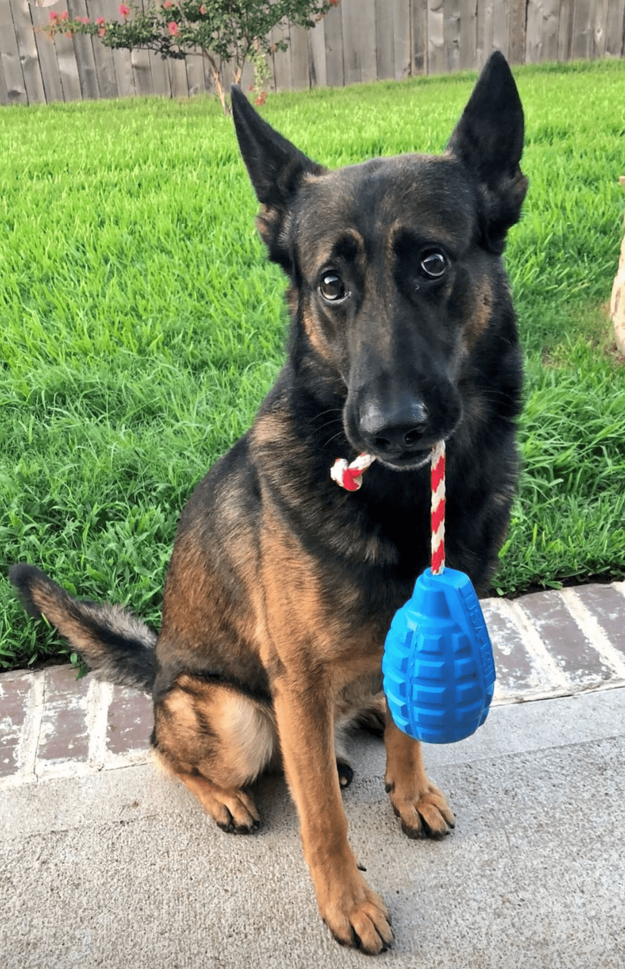 USA-K9 Magnum Grenade Durable Rubber Reward Toy - Sierra Canine Supply