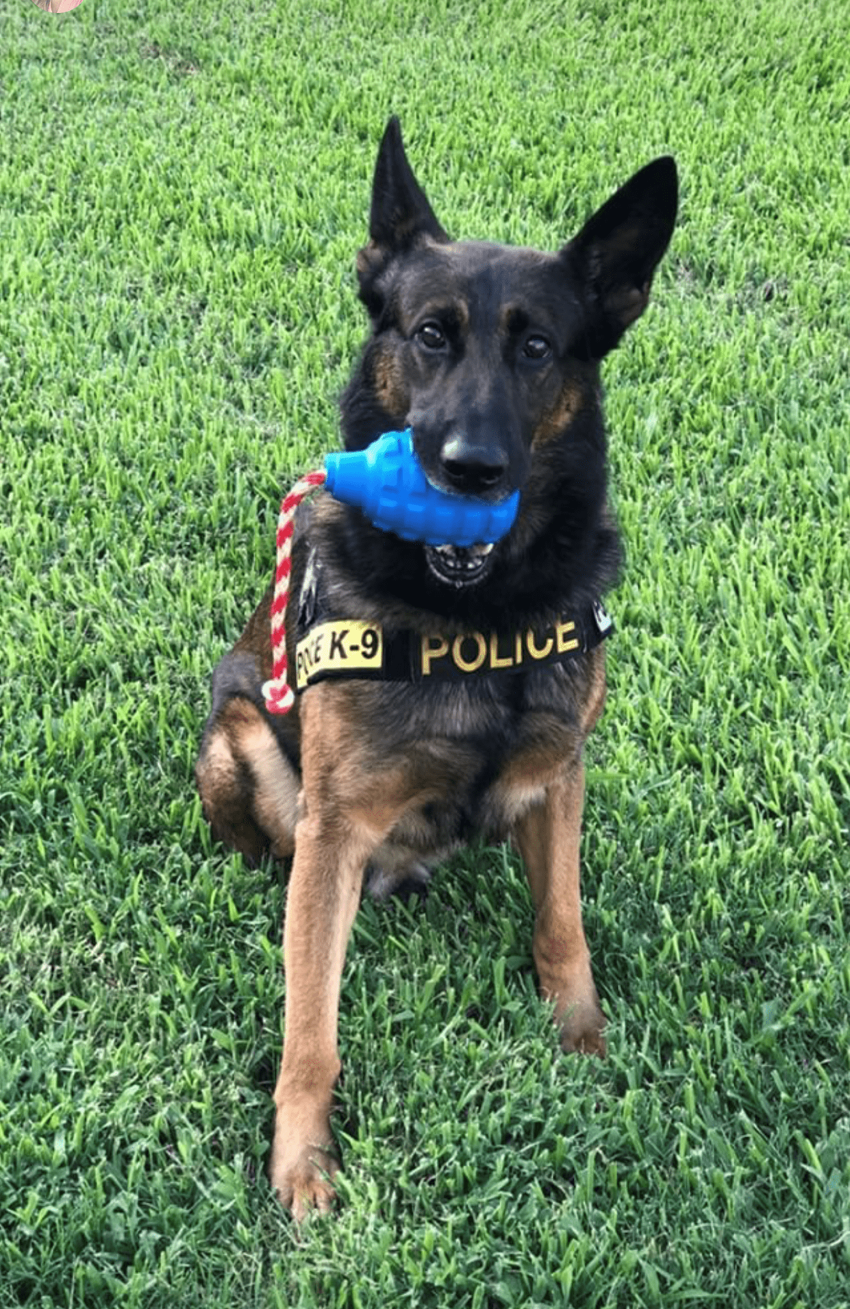 USA-K9 Magnum Grenade Durable Rubber Reward Toy - Sierra Canine Supply