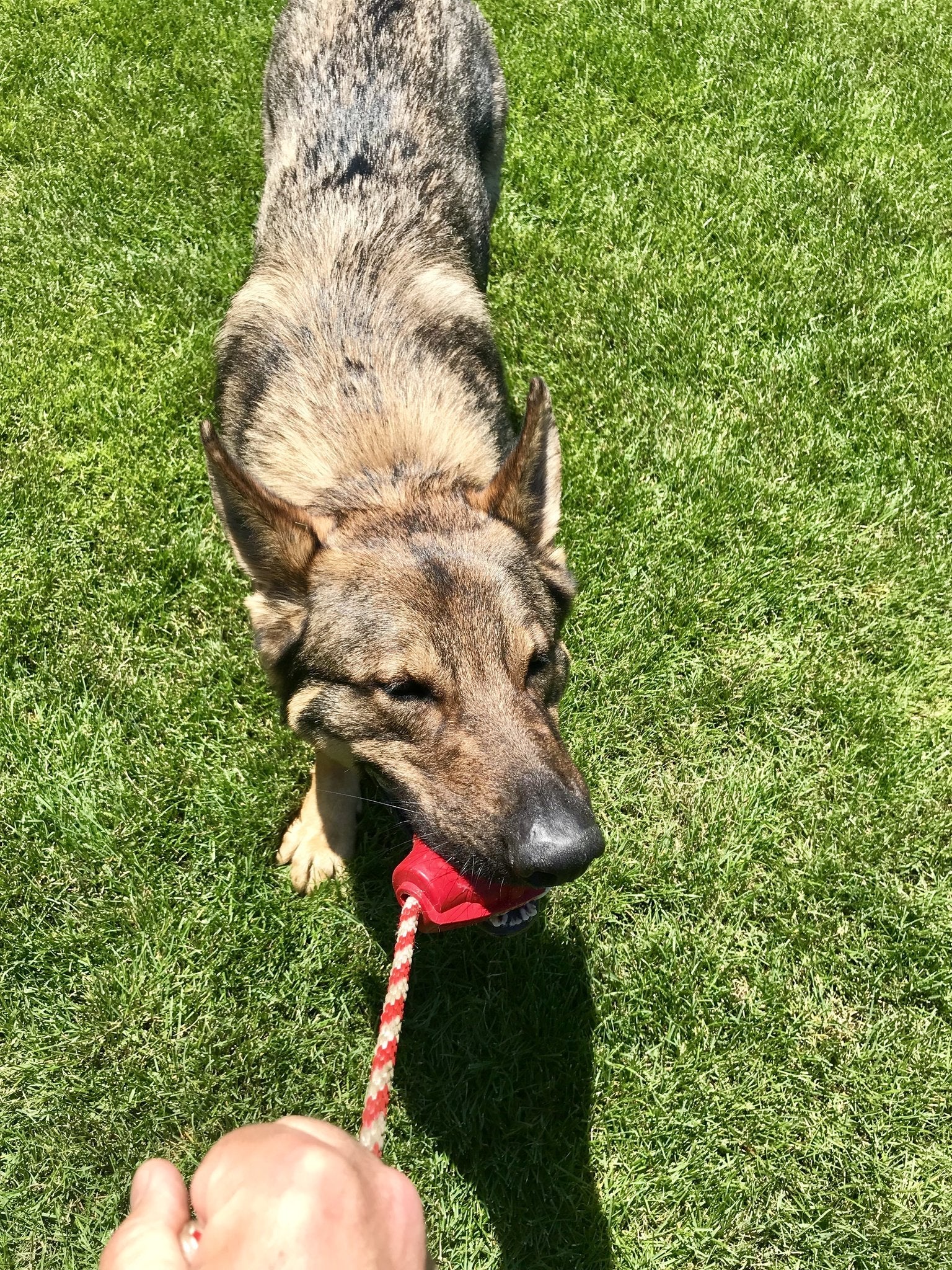 USA-K9 Magnum Grenade Durable Rubber Reward Toy - Sierra Canine Supply