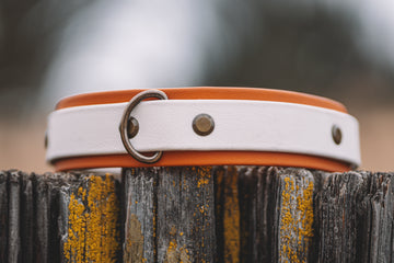 Pumpkin Spice Buckle Collar (1" with 1.5" Layer)