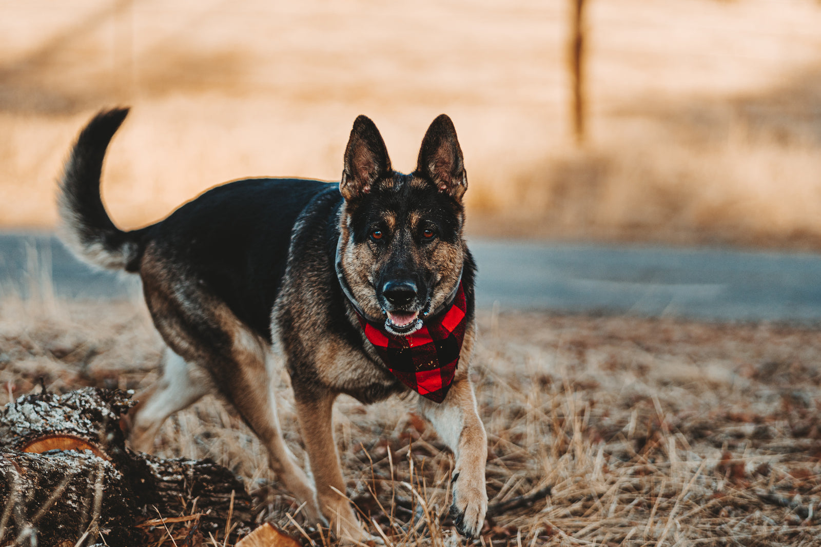 Red Buffalo Check Bandana