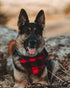 Red Buffalo Check Bandana