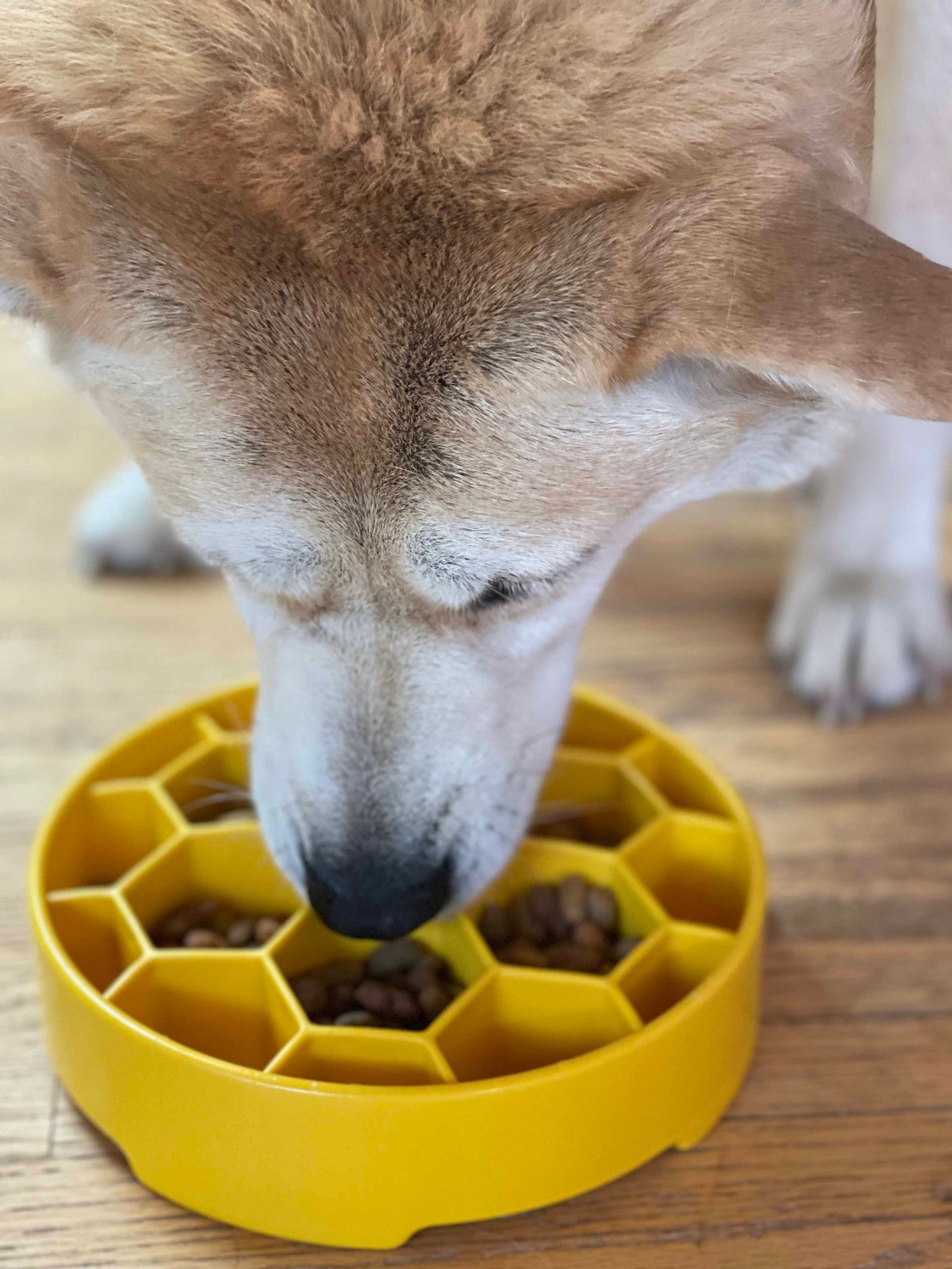 Honeycomb eBowl Deep Slow Feeder Dog Bowl for Enrichment