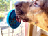 Turtle Mini Lick Mat with Suction Cups