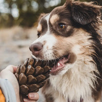 Loblolly Pinecone Puzzle Toy - Sierra Canine Supply